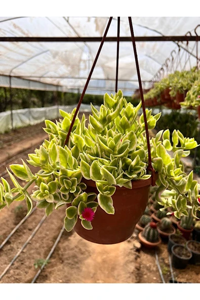 Buz Çiçeği 17cm Askılı Saksıda - Resim 2