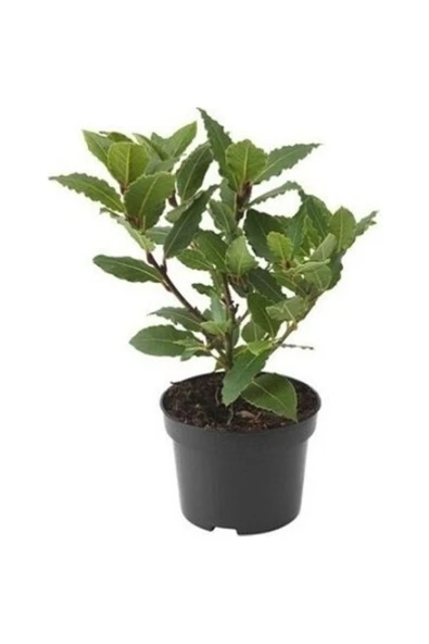 Defne Fidanı Tüplü ürün görseli 1