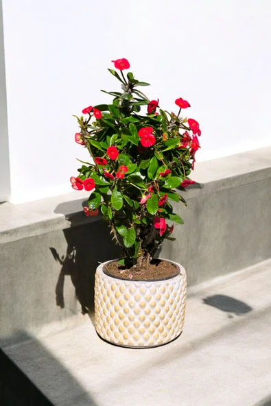 Hediyelik Puantiyeli Saksıda Kızıl Dikenler Tacı - Resim 4