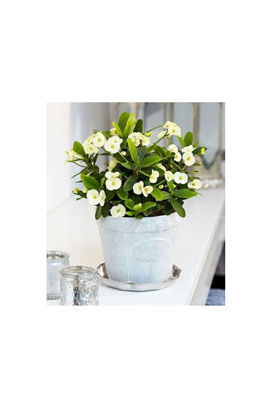 Dekoratif Taş Saksıda Beyaz Dikenler Tacı Kampanya - Resim 2