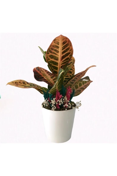 Craton Kraton Beyaz Seramik Saksılı ürün görseli