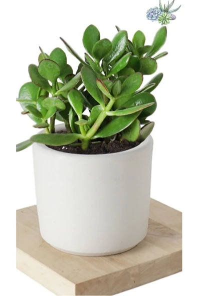 Crassula Ovata Şans Para Çiçeği Şık Dekoratif Saksıda - Resim 3