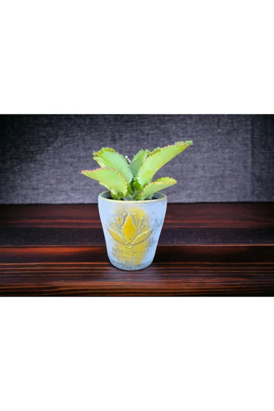 Peygamber gözyaşı çiçeği - Resim 2