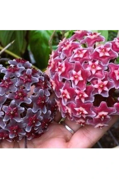 Koyu Pembe ve Kara Çiçekli Mum Çiçeği Fidanları ürün görseli 1