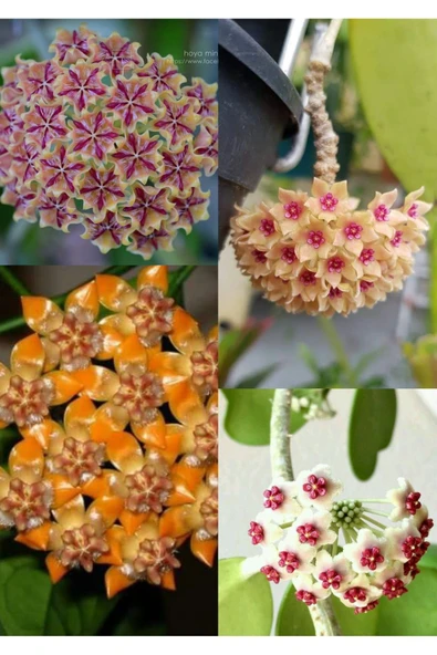 4 çeşit mum çiçeği 4 ayrı saksıda ürün görseli 1