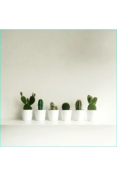 Mini Seramik Saksılarda 6'lı Kaktüs Seti ürün görseli 1