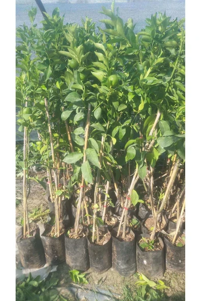 3 Yaşlı Mayer Limon Fidanı - Resim 3