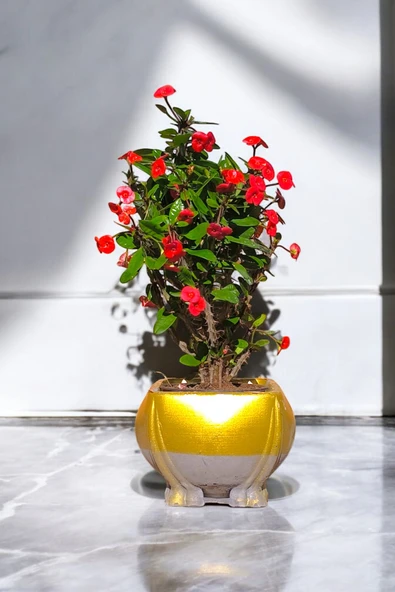 Fil Ayağı Saksıda Hediyelik Dikenler Tacı Kırmızı - Resim 5