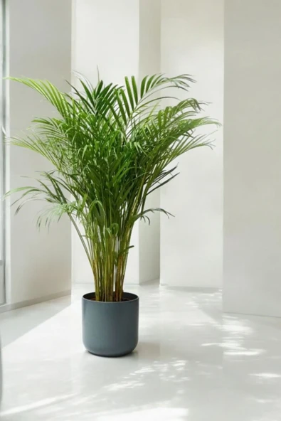 Dekoratif saksıda büyük Areka Palmiyesi 150-160 cm - Resim 2