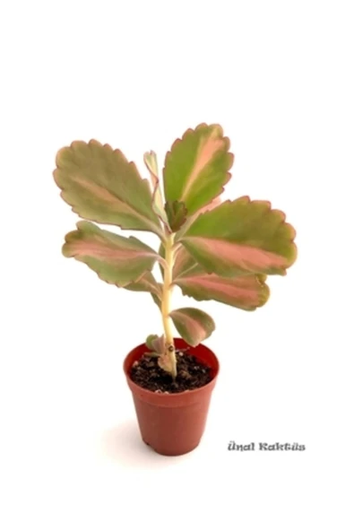 Kalanşo Mangini - Resim 2