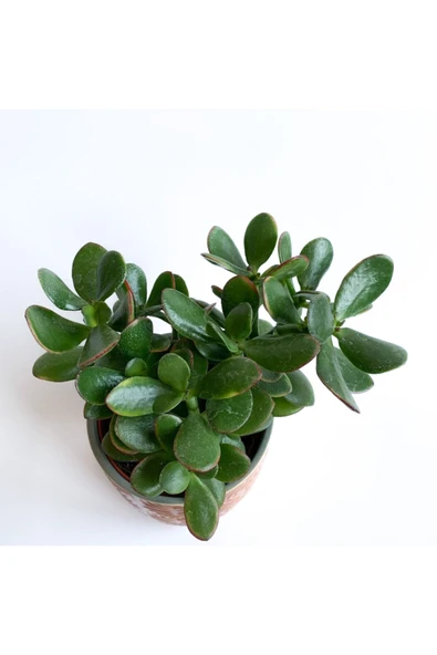 Crassula Ovata - Para Çiçeği 'turuncu Saksılı' - Resim 4