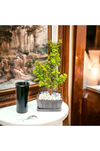 Dekoratif beton saksıda afra bonsai - Resim 2