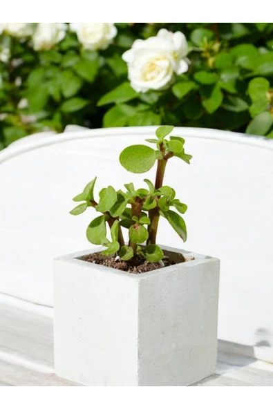 Mini Taş Saksıda Para Bonsai - Resim 3