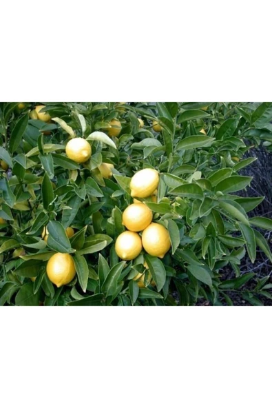 Limon Fidanı Yediveren 80-100cm - Resim 2
