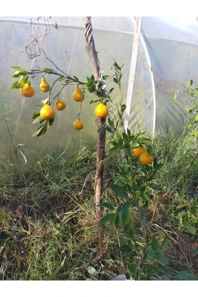 Mandalina Fidanı (RİZE MANDALİNASI) - Resim 2