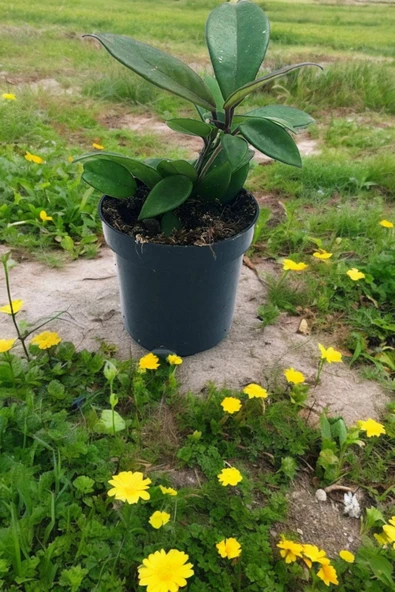 Orta boy mum çiçeği çiçek resmi 2. görselde q75 - Resim 5