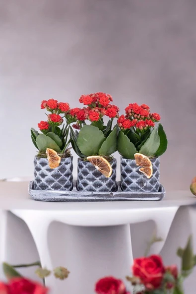 Dekoratif Taş saksılarda kalanşo bitkileri kalanchoe kook - Resim 3