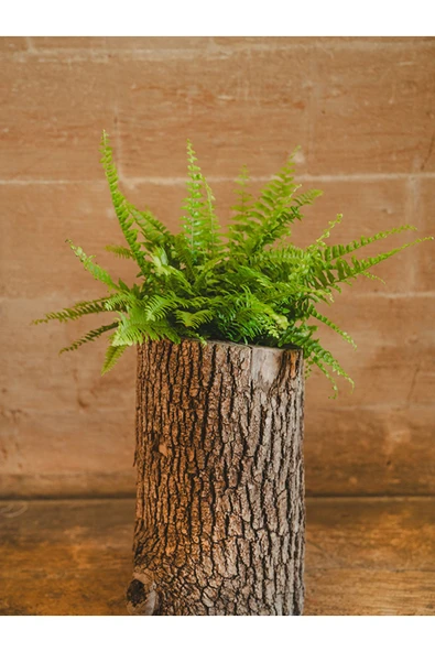 Aşk Merdiveni Fujer Nephrolepis Saksıda Canlı Ev Bitkisi Ofis Bitkisi Salon Bitkisi İç Mekan - Resim 2