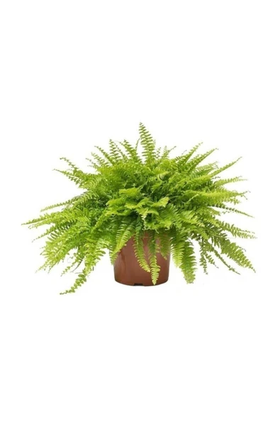 Nephrolepis "aşk Merdiveni" Askılı ürün görseli 1