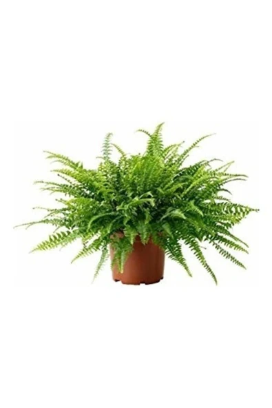 Askılı Saksıda Aşk Merdiveni Fujer - Resim 3