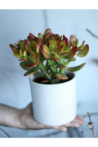 Crassula Ovata Bereket Çiçeği, Beyaz Seramik Saksıda ürün görseli