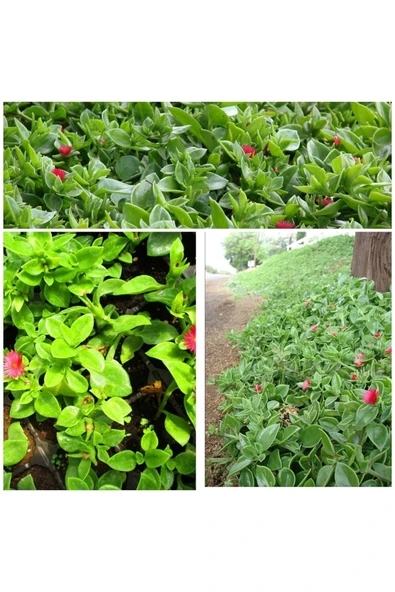 10 Adet Buz Çiçeği Fidesi 828828381 ürün görseli 1