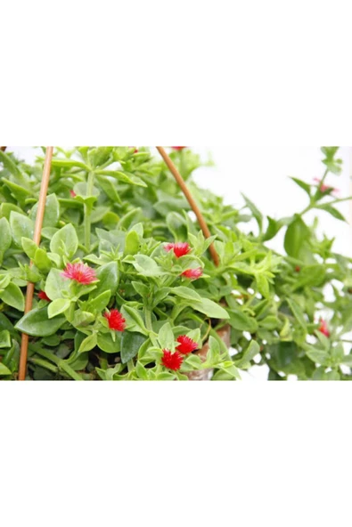 Askılı Saksıda Buz Çiçeği - Resim 2