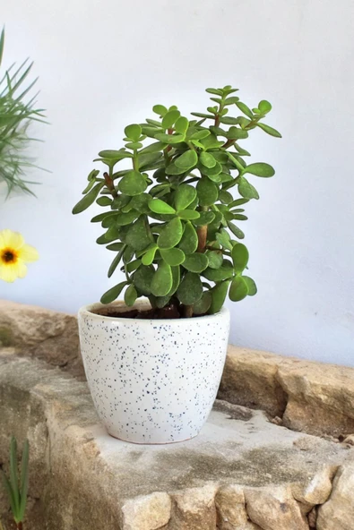 Bolluk bereket bitkisi para çiçeği 01pape - Resim 3