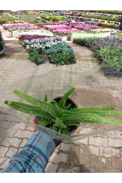 Saksılı Aloe Vera Bitkisi ( 12 Lik Saksıda)( Barbadensis) - 3