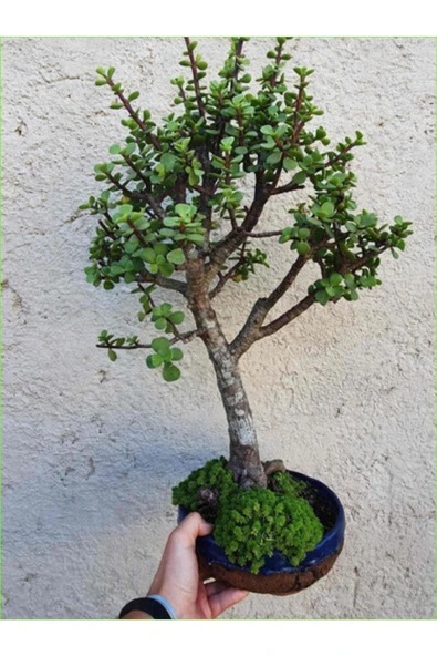 Para Ağacı Afra Bonsai Üretim Saksısında