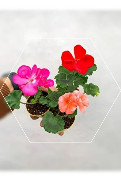 3 Adet Sardunya Fidesi ürün görseli