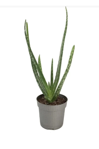 Saksımarket Canlı Aloevera Bitkisi 15 Cm - Resim 3