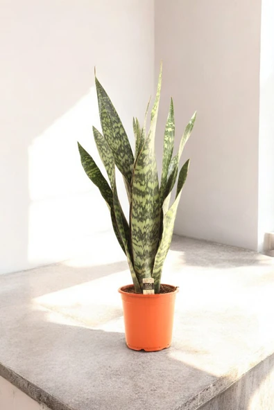 150-200 cm Dev Jamaika Paşa Kılıcı Türkiye de yalnızca bizde Sansevieria trifasciata Jamaiquina - Resim 4