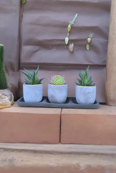 Üçlü taş saksıda kaktüs sukulent seti 01ad - Resim 2