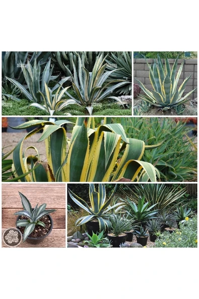 Agave Americana Fidesi Kampanya - 1