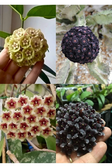 4 çeşit mum çiçeği (siyah, lacivert, sarı, kurmızı-beyaz) - Resim 4