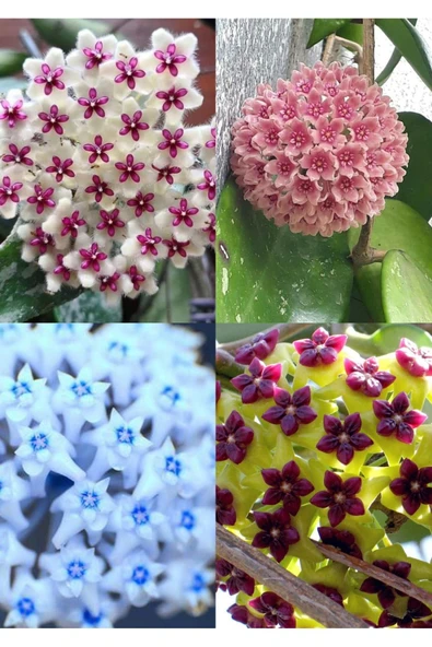 4 renk mum çiçeği (mavi-beyaz, bordo-sarı, pembe, kırmızı-beyaz - Resim 4