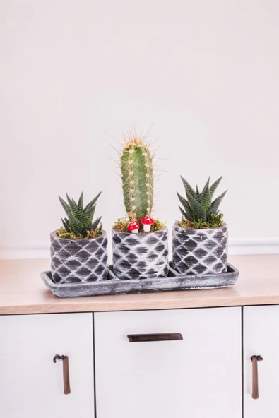 Dekoratif taş saksılarda sukulent kaktüs aranjmanı 001uy - Resim 2