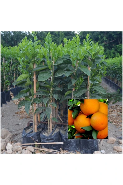 Portakal fidanı ürün görseli 1