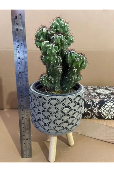 Cereus Peruvianusun Cristata 12*9 Cm Beton Ayaklı Saksıda Radyasyon Emici Kaktüs Iç Mekan Bitkisi ürün görseli