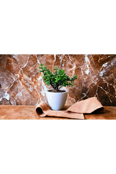 Şans Getiren Bonsai Ağacı Afra Para Bitkisi - Resim 2