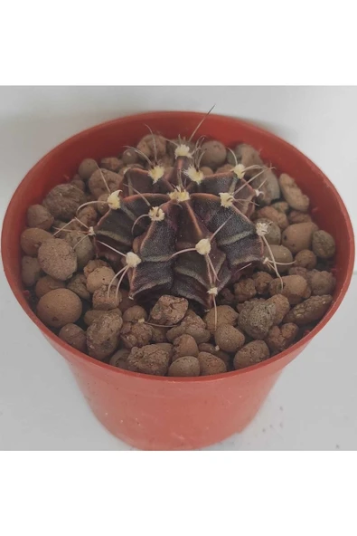 Dörtlü Gymnocalycium Mihanovichii Set - Resim 2