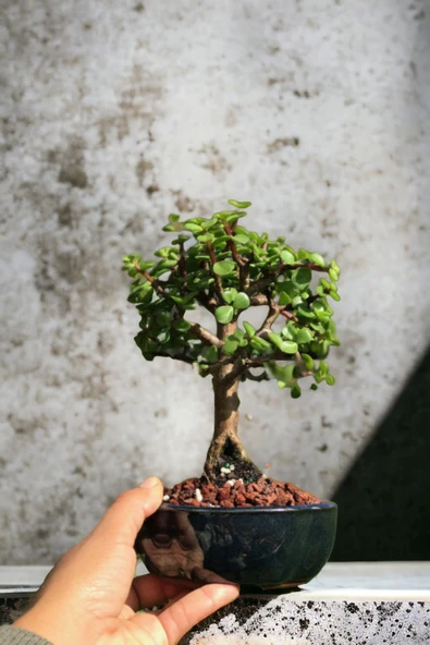 Bonsai para ağacı dekoratif saksıda