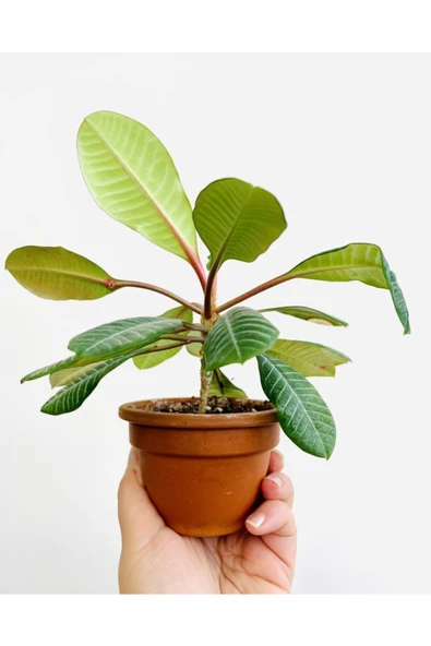 Madagascar Jewel | Euphorbia Leuconeura + Terracotta Saksı - Resim 2
