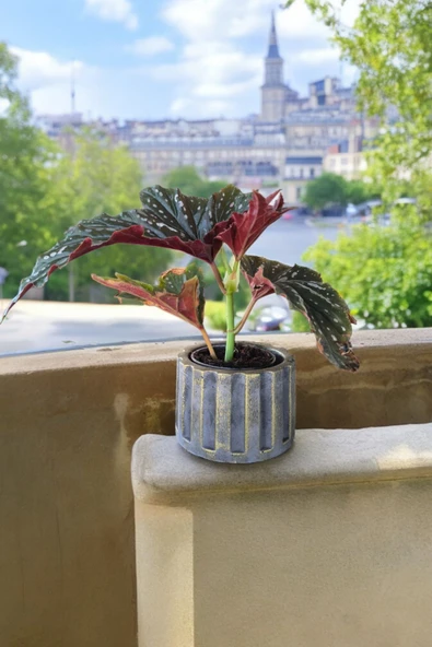 Beton Sütün Saksıda Çilli Begonya 01 - 5