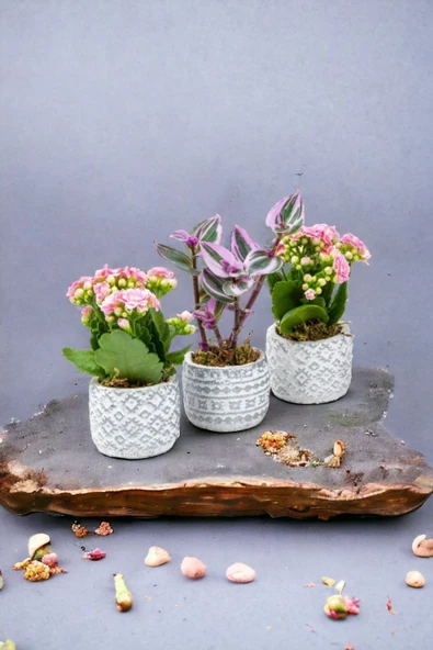 3 Adet Otantik Saksıda Çiçek Aranjmanı Seti ürün görseli