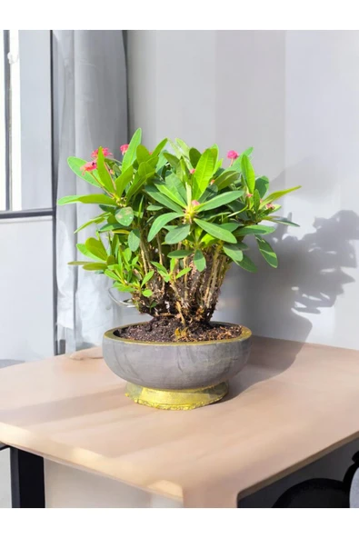 Taş Saksıda Dikenler Tacı - Resim 3