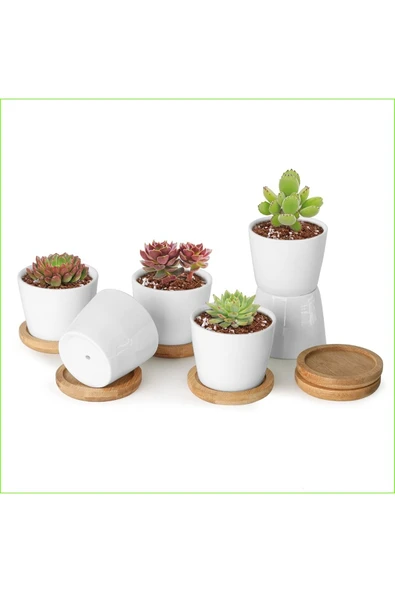 3 adet seramik saksıda kaktüs ve sukulent altlıksız ürün görseli
