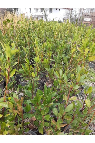 Defne Çalısı 40-60 Cm - Resim 2