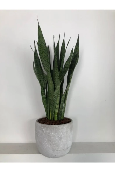 Beton Saksıda Büyük Paşa Kalıcı ürün görseli